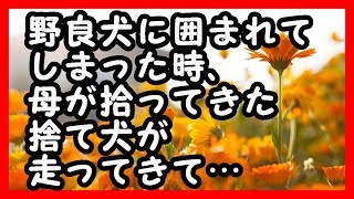 感動  野良犬に囲まれてしまった時、母が拾ってきた誰にも懐かないトイプードルが走ってきて… 感動する話 武勇伝 [upl. by Deehahs4]