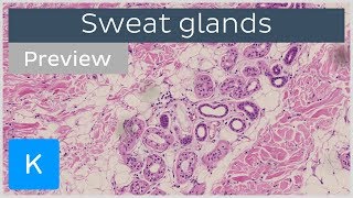 Sweat Glands preview  Histology amp Function  Human Anatomy  Kenhub [upl. by Eceeryt925]