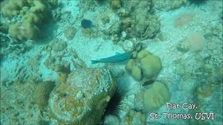 Parrotfish eat [upl. by Matazzoni792]