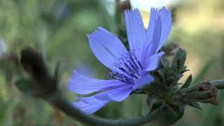 La achicoria  Cichorium intybus  Plantas beneficiosas [upl. by Hayikaz336]