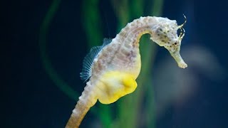 The BigBellied Seahorse A Tale of Unusual Love [upl. by Ailaham]