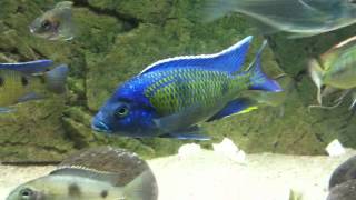 Copadichromis sp Kawanga Mbamba bay at show tank  PISCES [upl. by Undry]