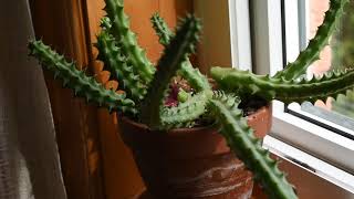 How I take care of succulent Huernia schneideriana [upl. by Westlund211]