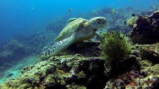 Diving Bohol 2016 with Seaquest  a Tribute to Marg [upl. by Bucher]