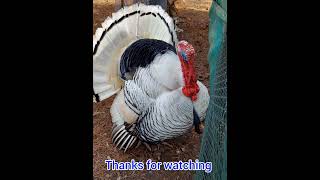 Turkey at the Farm ASMR [upl. by Hakim]