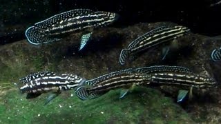 Lake Tanganyika Cichlids Julidochromis Regani [upl. by Garnett]