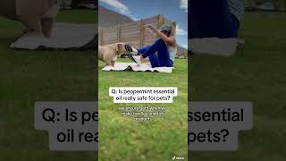 Is peppermint essential oil really safe for pets dog essentialoils fleas [upl. by Whitehurst363]