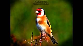 Wild goldfinch song from Algeria تغريد الحسون الخلوي الجزائري [upl. by Primalia]