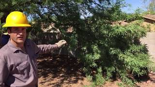 How to Plant a Tree Step by Step gardenorg [upl. by Nolak]