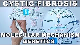 Cystic Fibrosis  Molecular Mechanism amp Genetics [upl. by Jojo]