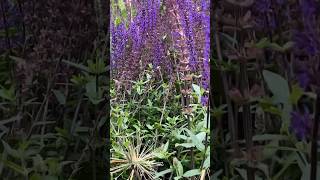 Salvia Flowers🪻🪻 beautiful  best  Shortvideo  Purple Flowers [upl. by Carlita429]