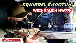 SQUIRREL SHOOTING with the WEIHRAUCH HW77K [upl. by Photina175]