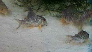 Corydoras Sterbai [upl. by Hernandez]