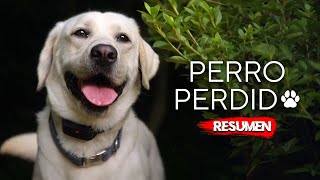 🐕 PERRO PERDIDO debe ser encontrado o MU3RE  Resumen en 10 Minutos [upl. by Esch]