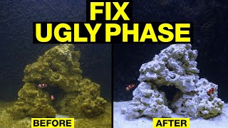 Top 10 Fixes to Turn the Nasty Brown Stage of Your Saltwater Tank Cycle Around [upl. by Hgielah]