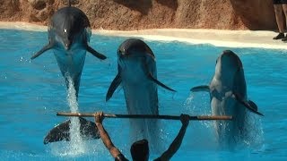 Delphin Show im Loro Park  Teneriffa [upl. by Madelyn]