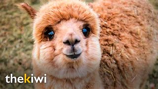 Meet the most adorable alpaca [upl. by Goltz]