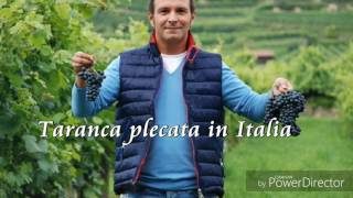 Daniel Buzdugan  Farsă  Țărancă plecată în Italia [upl. by Ava]