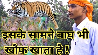 इसके सामने बाघ भी खौफ खाता है । Animals that can defeat tiger  bandhavgarhtigervsg nature [upl. by Anedal]