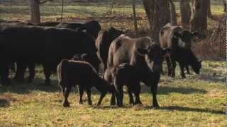 VetsOnCall  Farmers raise cattle humanely for beef Part II [upl. by Soni724]