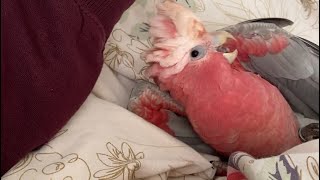 Galah Cockatoo Play Time 💖 Rosakakadu Kakadu [upl. by Blau52]