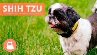 All About the SHIH TZU  Traits and History [upl. by Jacey]