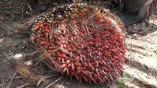 Híbridos OxG en cultivo de palma de aceite [upl. by Einahpehs]