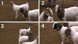 4H Goat Judging Example 3 Breeding Does [upl. by Nnylatsyrc]