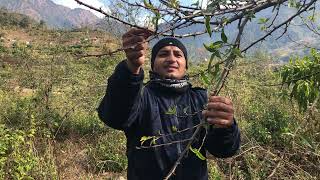 Timur Zanthoxylum armatum cultivation  मकवानपुरमा टिमुर खेती प्रबिधी Medicinal Plants [upl. by Ahsenal]