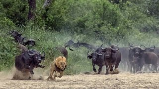 Presa Contra Depredadores  La Supervivencia En El Serengueti [upl. by Anura223]