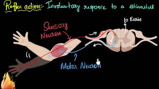 Reflex action amp reflex arc  Control amp Coordination  Biology  Khan Academy [upl. by Candie]