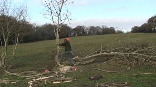 Restoring an old hedgerow [upl. by Kruse]