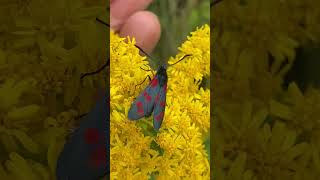 Красуня строкатка гадючникова Zygaena filipendulae на золотарнику butterfly insect flowers [upl. by Baruch]