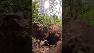 topbird Stripethroated Bulbul Feeding BabyBirds inNest Heartwarming birdslover babybird [upl. by Milson]