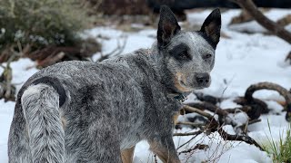 CRAZY Or NOT BLUE HEELERS Australian Cattle Dogs [upl. by Neehahs]