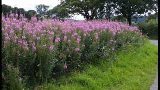 Hedgerow Flowers of Britain amp Ireland 1 [upl. by Carrissa]