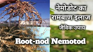 निमेटोड को रोकने का जैविक उपाय। Nematode control organic methodpaecilomyces lilaacinusपेसिलोमाइसेस [upl. by Irmine]