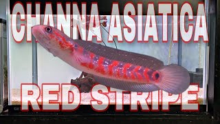 Settingan Tank Paling Cocok Untuk CHANNA ASIATICA RS  Menaikan Warna Merah Asiatica Red Stripe [upl. by Haziza]