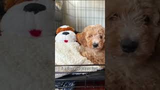 How to Get Puppy to Sleep in the Crate onlinedogtraining dog puppytrainingtips [upl. by Larue403]