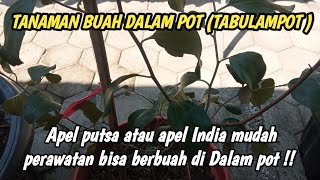 TABULAMPOT  Tanaman Apel putsa atau Apel India bisa berbuah lebat di Dalam pot [upl. by Sucam]