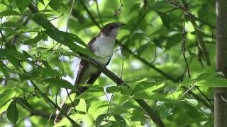 Blackbilled Cuckoo [upl. by Neelrac]