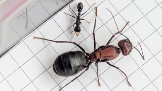 Camponotus angusticollis China vs Myrmecia urens Australia 08092024 [upl. by Lenard993]