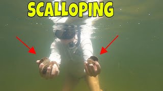 Steinhatchee Florida SCALLOPING  Finding bay scallops in crystal clear water [upl. by Risley506]