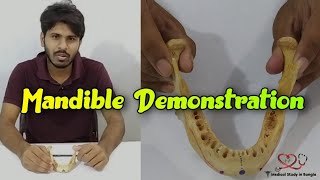 Mandible Demonstration  partsattachment relationage determination ossification [upl. by Abshier]