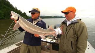 Sturgeon Fishing Columbia River in Astoria Oregon [upl. by Chico]