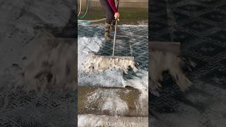 Foam scraping 267satisfying asmr carpetcleganin Newaladdin shorts [upl. by Ymmot]