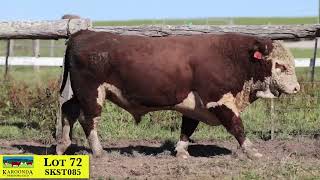 Lot 72 SKST085 Karoonda Herefords 2024 [upl. by Yesac]