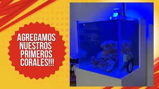 Nuevos peces y corales en nuestro cubo [upl. by Marilla88]