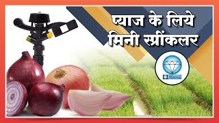 कांद्यासाठी हिरा मिनी स्प्रिंकलर Heera Mini Sprinkler for Onion [upl. by Hudis758]