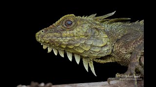 Lizards of Malaysia and Borneo [upl. by Dnomyar]